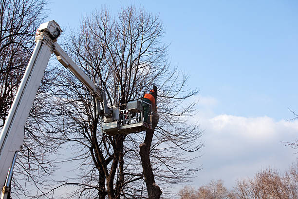 How Our Tree Care Process Works  in  Hudson, WI